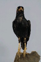 九官藏品圖，第8張